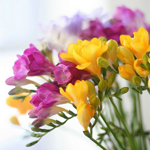 Zdjęcie główne wgrane przez użytkownika