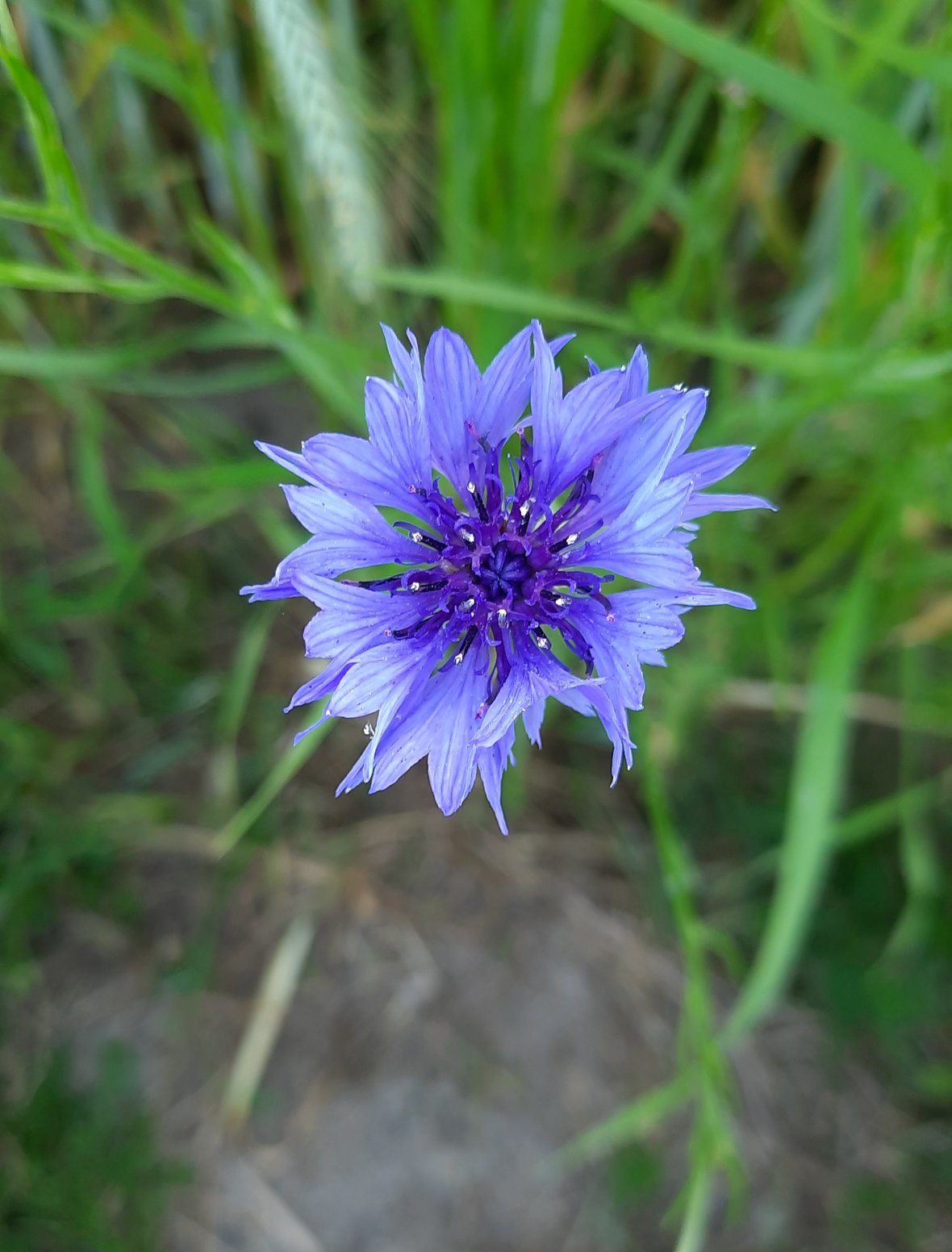 Zdjęcie główne wgrane przez użytkownika
