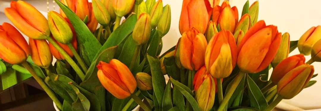 Zdjęcie główne wgrane przez użytkownika