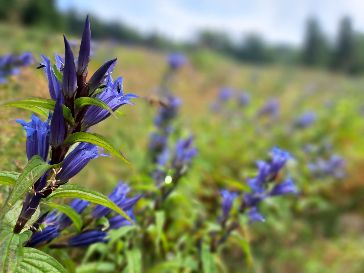 Zdjęcie główne wgrane przez użytkownika