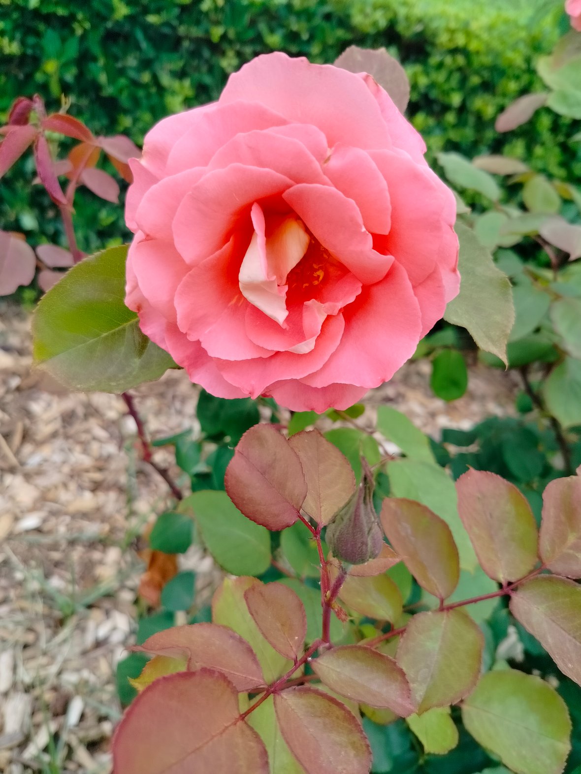 Main photo uploaded by the user