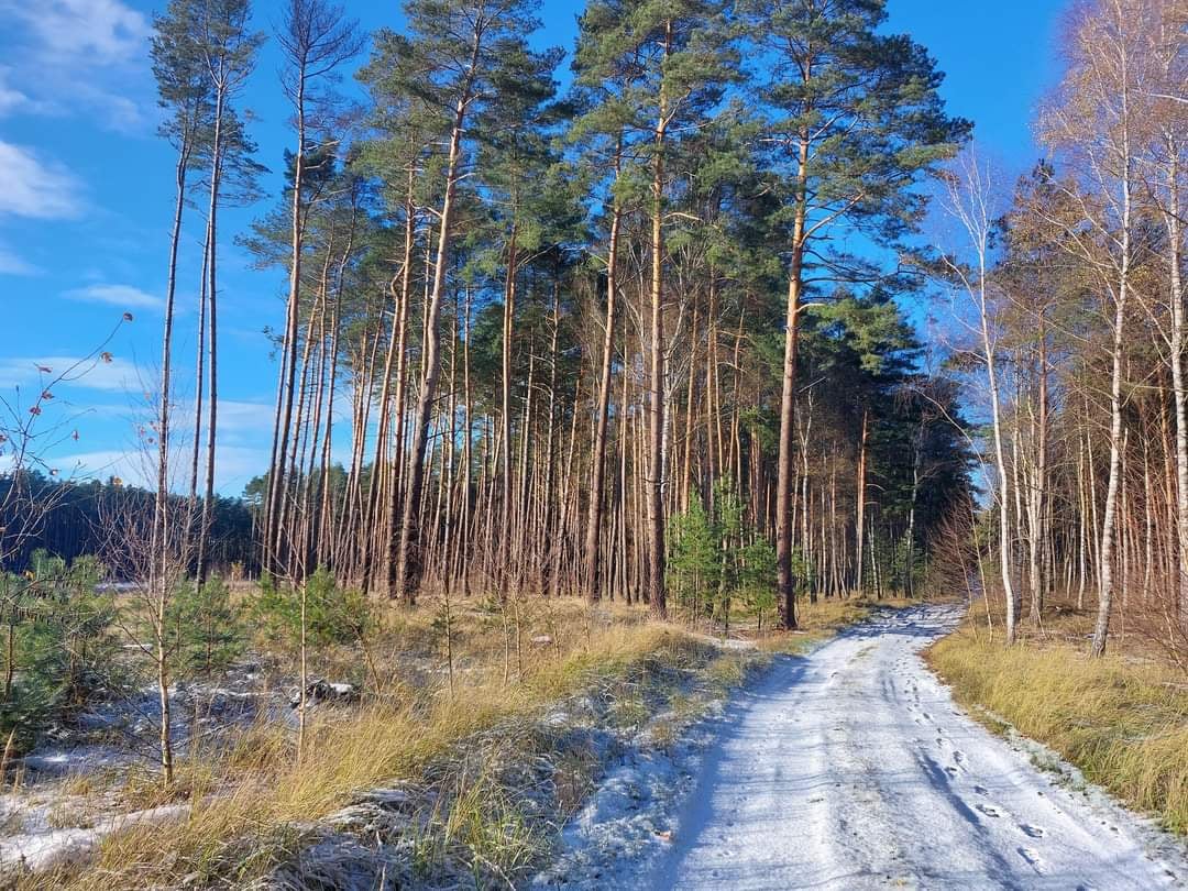 Zdjęcie główne wgrane przez użytkownika
