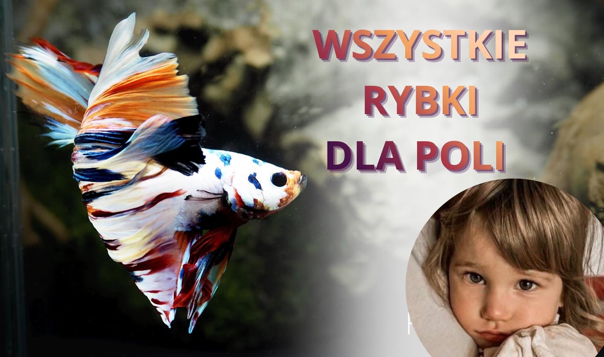Zdjęcie główne wgrane przez użytkownika