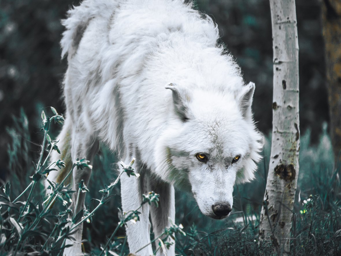 Fundacja Siepomaga - zdjęcie główne