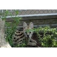 Hodowla kotów Serval