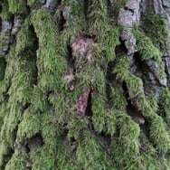 Formica Capital sp. z o.o.