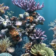 Agnieszka Jaśkowiak