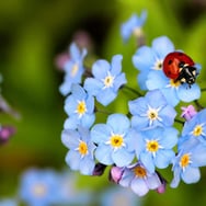 Justyna Chochorowska