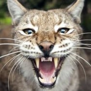 lynx