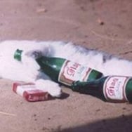 Katarzyna Czerny -Głowacka