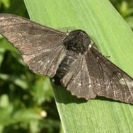 Anna Ćma sw1865 koszty wysyłki