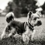 Agnieszka Kubaińska