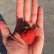 Katarzyna Gracz-Madsen