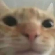 Stary leży najebany na wersalce