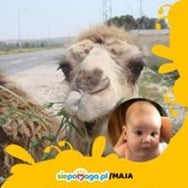 Ewa Swiderska-Hajjem