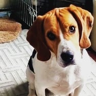 Dominika DodKa Pietrzak