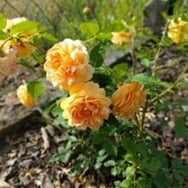 Aleksandra Stróżniak