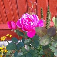 Agnieszka Ławreszuk