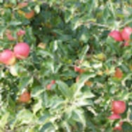 Pracownicy MDK Pod Akacją