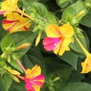 Krystyna Monika Rafał