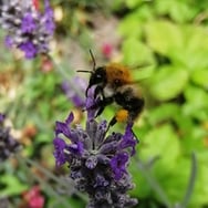 Kinga Tambor-Kolodziejska