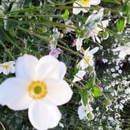 Anonimowa Pomagaczka