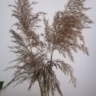 Angelika (butik u rudej)