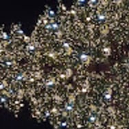 Aleksandra Kowalczyk