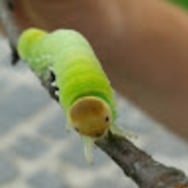 Karola Niegierysz, Cotton Ball Lights