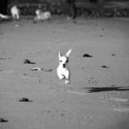 Licytacja chusta Milena Trendak