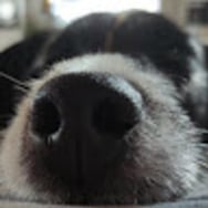 Marlena Tchórzewska