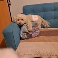 Bogumiła Żołyńska