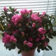 Małgorzata Urbańczyk