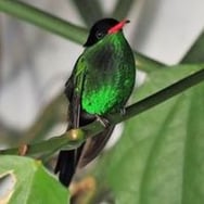 Mirosław Szulikowski