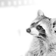 Foto-Szop.pl - Marcin Tobała