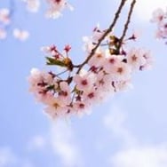 Anna Dominik pampuchy