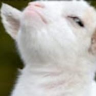 Putin zbrodniarz wojenny