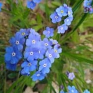 Natalia Barszczewska, Licytacja - książka