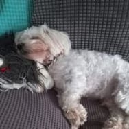 Marta Sendecka torebka pingwinek