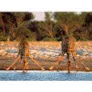 Ania, Matthew, Lily i Alek