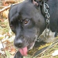 Marta Magdalena Wisłocka-Stępniak