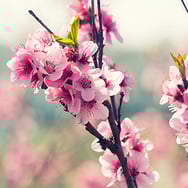 Agnes Jolanthe Antchor