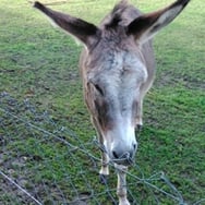 Andrzej Półjanowicz