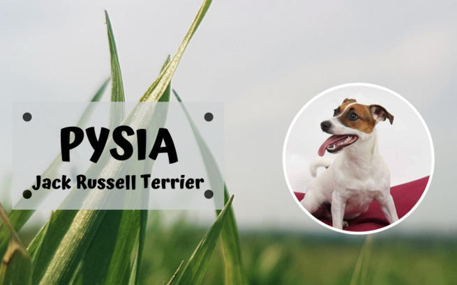 Pysia Jack Russell Terrier