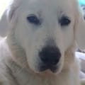 Avatar organizatora
