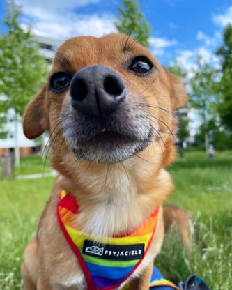 Fuksiagram