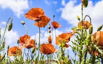 Joanna Fabisiak-Dolewska