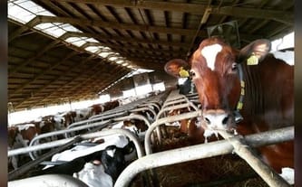 agnieszka.kamfonik@wp.pl