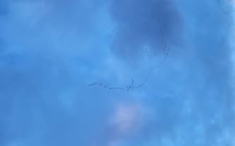 Justyna Mioduszewska