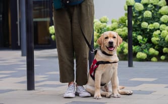 Labrador Pies Przewodnik